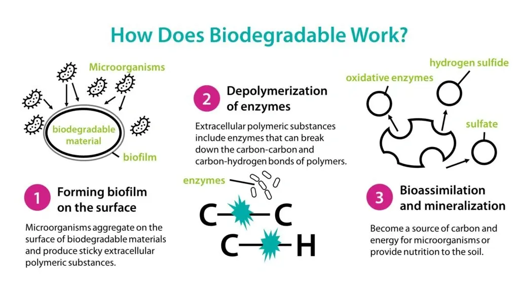 What is Biodegradable Packaging? A Complete Guide 2 Common Biodegradable Materials