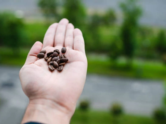How Does Level of Rainfall Affect Coffee Production 1 Impact on Coffee Plants