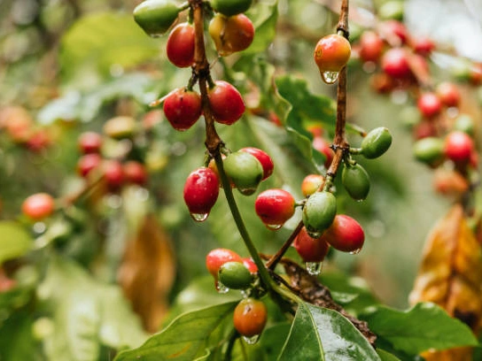 How Does Level of Rainfall Affect Coffee Production 4 The Future of Coffee Production