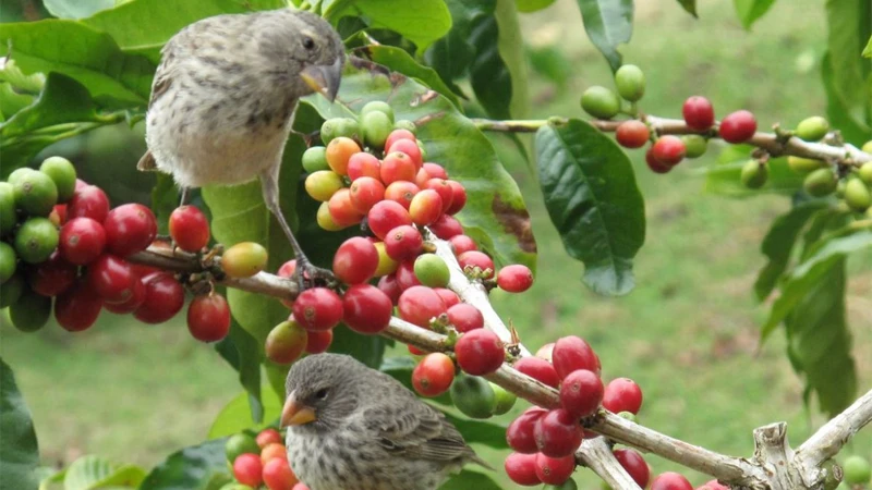 What Is Bird Friendly Coffee? Eco Certification & Benefits 1 What is bird friendly certified coffee