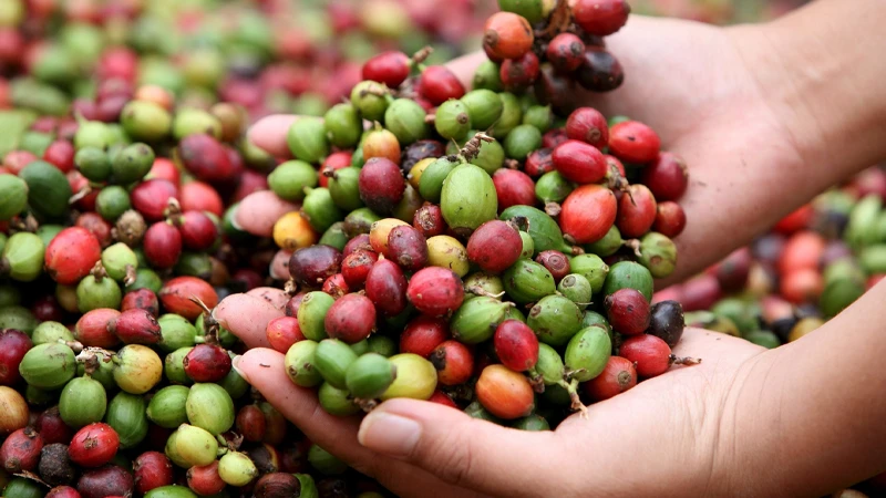 What is Decaffeinated Coffee? A Comprehensive Guide 2 Where does caffeine come from