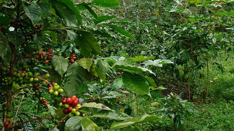 What Is Bird Friendly Coffee? Eco Certification & Benefits 2 benefits of bird friendly coffee