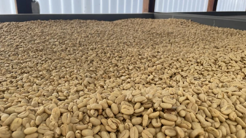 What Is Bird Friendly Coffee? Eco Certification & Benefits 4 bird friendly coffee beans
