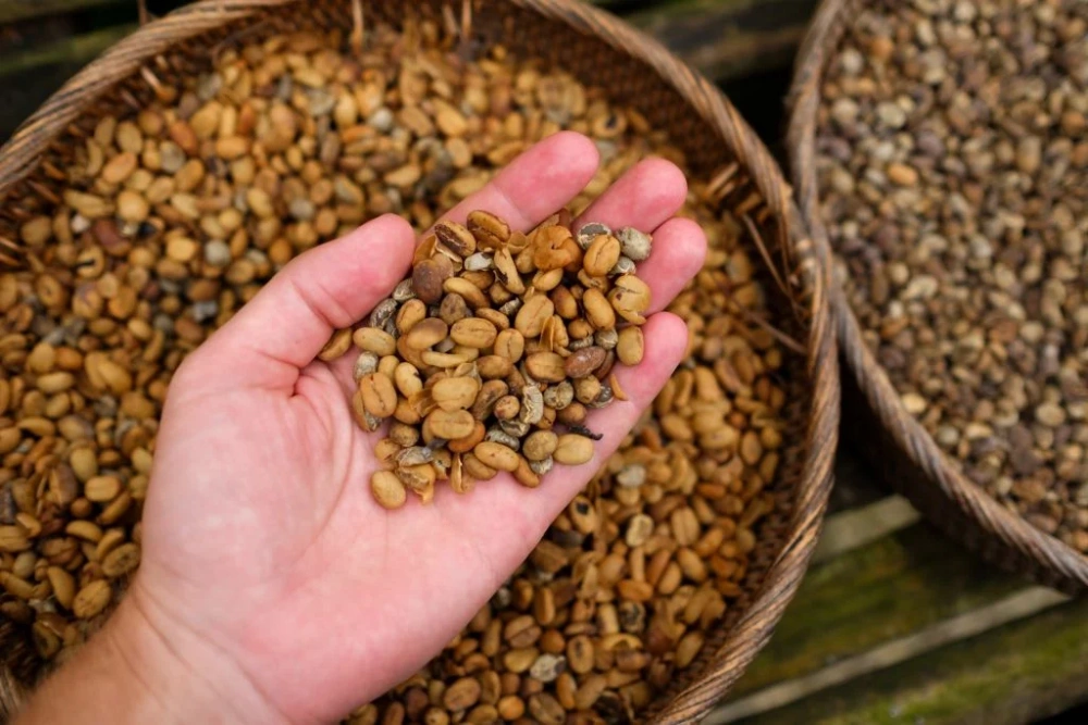How Long Do Green Coffee Beans Last: The Ultimate Guide 2025 2 what factors impact the quality of green coffee