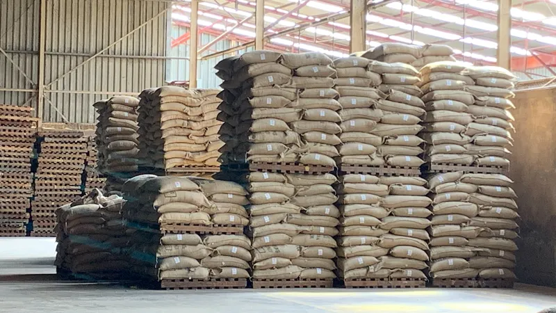 The green coffee beans packed in a canvas bag